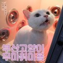 펫미장원 공감 이미지