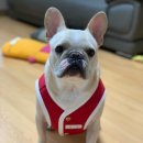 레드오구