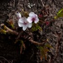 자양벚꽃100리길 이미지