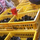 신라부화장 이미지