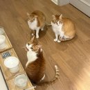 그루밍나인 | 고양이 구토 줄이려고 해본 것 4가지 솔직 후기