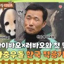 🐼 중국에 있을 때 이미 펼쳐졌던 러바오의 아이바오 짝사랑 🐼 이미지