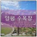 서울특별시립양평쉼터 | 자연 속 마지막 쉼터, 양평수목장이 선택받는 이유를 알아봤습니다