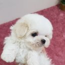 사랑애견샵 이미지