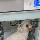 변신하개 이미지