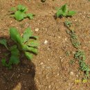 선유농장 이미지