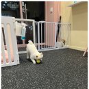 비비펫미용 | 수완지구애견미용 안전하게 잘해주는 곳, 비비펫살롱