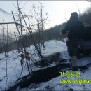 오후5시;사과밭 이미지