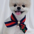 플러피독 이미지