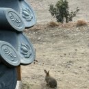 뽑기조아 | 26" 1월_ 인형뽑기와 두쫀쿠를 즐기는 어른이의 일상