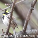 한국의 새소리 25종 이미지