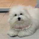 멍줍 강아지 산책 유치원 이미지