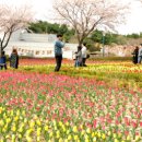 울산대공원 튤립축제 시민 발걸음 이어져 이미지