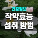 작약의 놀라운 효능! 혈관 건강부터 여성 건강까지 한방 약초의 비밀