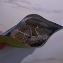 데이&데이 | 차차나로티 올데이 내돈내산 후기