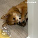 왕발이 | 포인핸드 입양후기[❤️입양후기❤️] 1993.왕발이