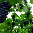 하프타임 이미지