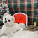 더펫미용실 이미지