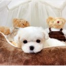 마마스미독 강아지분양 인천점 이미지