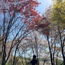 금호리조트(주)아시아나파3골프클럽 | 아시아나CC 파3 골프장 예약 및 벚꽃 라운드 후기