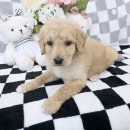 가온펫(안심분양센터) 이미지