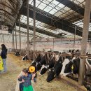 임진강목장 | 파주 고구려목장 젖소 우유주기 체험 치즈만들기 내돈내산 후기