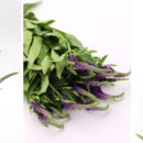 베로니카 이미지