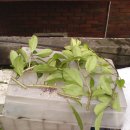 황금수퍼 이미지