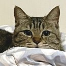 신기한면 | 반야월 뜨끈한 한 끼 식사 내돈내산 칼국수 맛집 "신기한면"