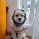 킨텍스꿈동물병원 | [일산 킨텍스] 은해반려동물보조기 펫페어 방문 후기｜강아지 맞춤 보조기 상담 &amp; 실측 과정