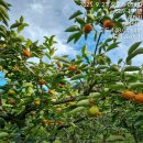 서촌조생 단감을 파머스에 납품하고, 모임등으로 보냈습니다 ~~ 이미지