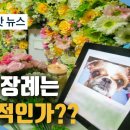 [영상] 반려동물도 구원 받을 수 있을까? 강아지도 가족인데 교회에서 장례식 안 해 주나요? 이미지