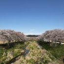 감천제방공중화장실 | 당진천 벚꽃길 드라이브🌸 지금이 막차! 당진벚꽃 실시간 후기