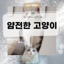 헤어 르시안 | 얌전한 고양이 특징과 키우기 팁, 차분한 반려묘를 찾는 집사 필독 가이드
