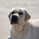 휴먼앤독 이미지