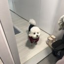 미호유치원 | 강아지 생일파티 남양주 공간대여 후기 : 투테일즈 생일케이크 수제간식, 수수공간 애견동반 공간대여...