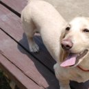 멍멍이매점 이미지