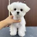 꼬순내 by. pet shop 이미지
