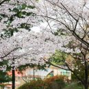 무심천 벚나무길 이미지