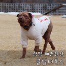 클럽더독스 이미지