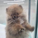 개린이집 강아지분양 고양이분양 전주본점 이미지