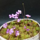 플로리안 이미지