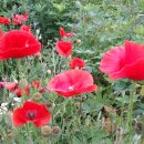 고아산방 이미지