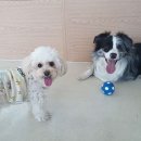 아르멍미르멍 이미지