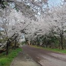 은해사 벚꽃길 이미지