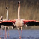 더 마을 핑크 이미지