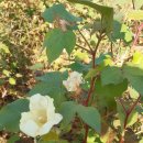 목화유치원 이미지