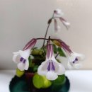 바이올렛 이미지