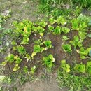 호산나농장 이미지