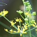 허브 식물과 향기의 이용 이미지